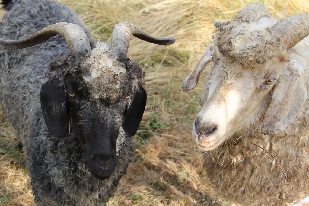 adamssheep